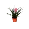 Tillandsia Hava Bitkisi-1